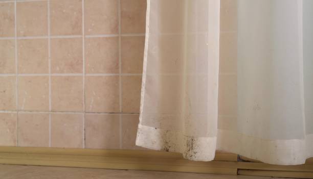 Reliable Bainbridge, OH Mold Removal Solutions