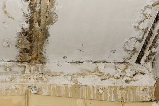 Mold Remediation for Vacation Homes in Bainbridge, OH