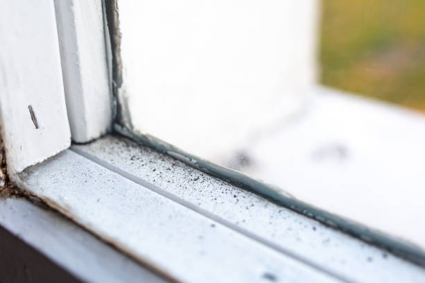 Best Biohazard Mold Removal  in Bainbridge, OH