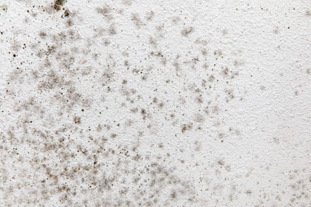 Best Forensic Mold Investigation  in Bainbridge, OH