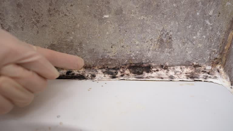Best Mold Remediation for Healthcare Facilities  in Bainbridge, OH