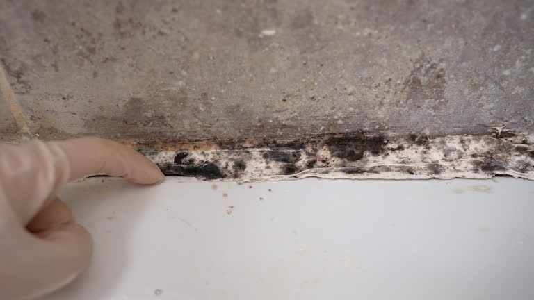 Environmental Consulting for Mold Prevention in Bainbridge, OH